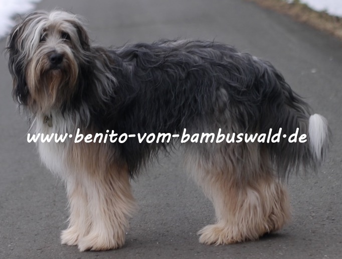 www.benito-vom-bambuswald.de